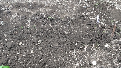 ショウガを植えました