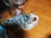 暑くて