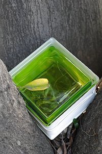 緑の子 2009/02/19 08:07:00