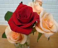 Flower✽✽✽