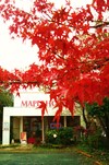 クリスマスツリーと紅葉