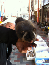 朝市に珍獣？