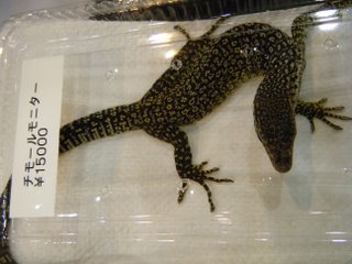 静岡のレプタイルショー09　に行った