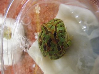 静岡のレプタイルショー09　に行った