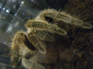 静岡のレプタイルショー09　に行った