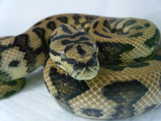 静岡のレプタイルショー09　に行った