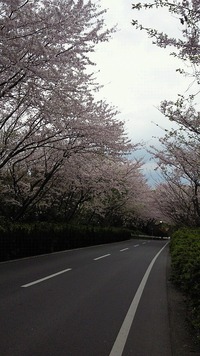 佐鳴湖の桜（２）