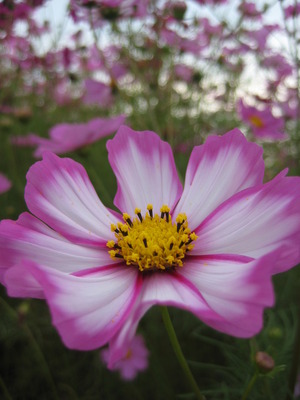 秋桜