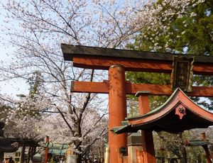 古都の春旅3～奈良公園周辺～