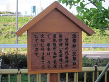 治郎柿の原木の子ども