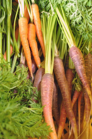 地産の野菜入荷♪
