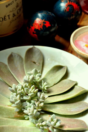 本日は定休日　多肉の芽