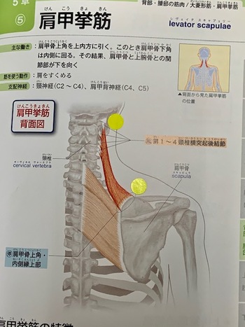 肩こりは万病の元