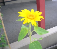 夏の植物たち 2013/07/17 12:24:04