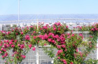 バラの花が見ごろです 2013/05/24 17:56:48