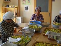 梅・梅・梅 2014/06/19 13:39:53