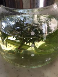 いつまでも元気で！ 2017/09/22 21:56:03