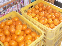 今年もみかん三昧！ 2014/01/07 13:30:32