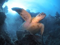 美ら海会ワールドツアーinセブ②続く青さは遠く深く