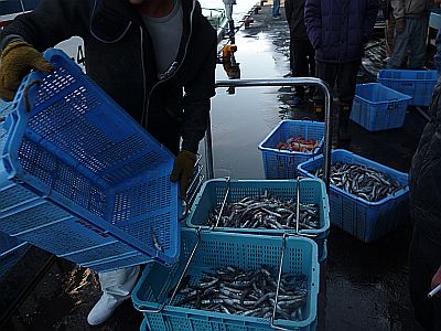 予想どうり L 舞阪港のお魚屋さん 中一水産