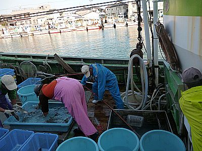 予想どうり L 舞阪港のお魚屋さん 中一水産