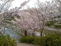 さくら・さくら 2013/04/01 13:52:22