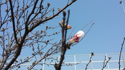 今日の桜