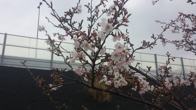 桜の開花