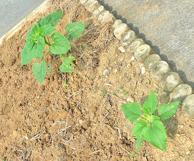 たねまき2