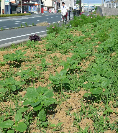 ぐんぐん