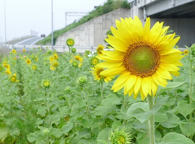 開花です！