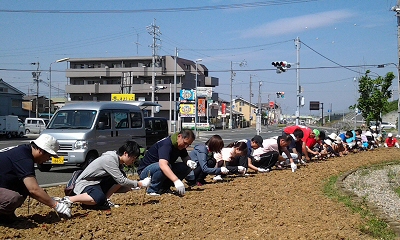 ひまわり種まき