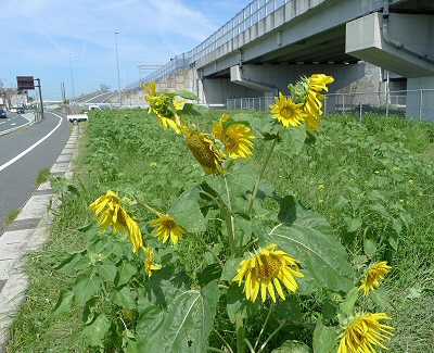 花壇の草取り