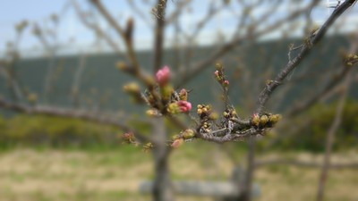 中野町の桜