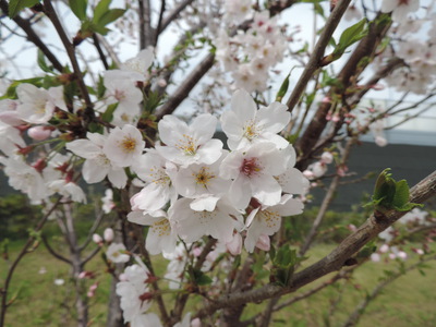 桜も、菜の花も！