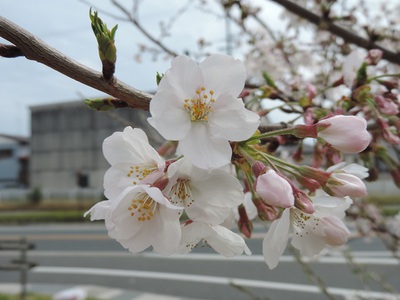 桜も、菜の花も！