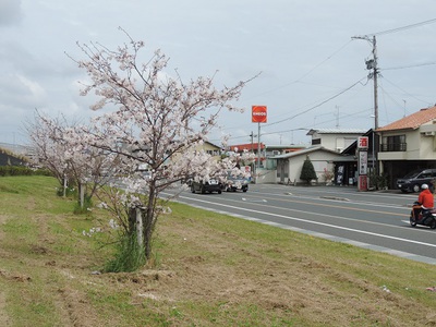 桜も、菜の花も！