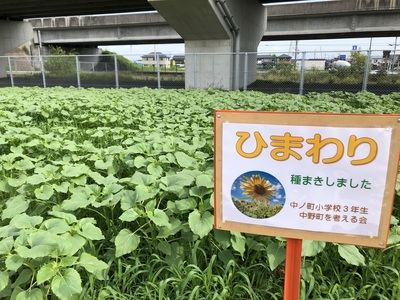 今年のひまわり 元気です