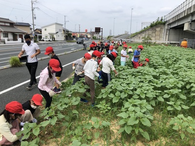 今年のひまわり 元気です