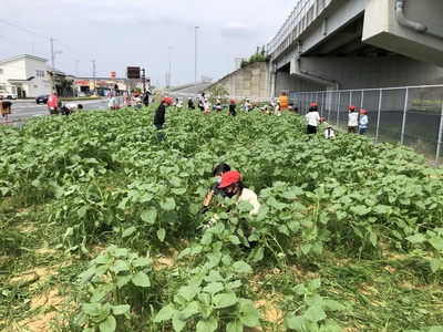 今年のひまわり 元気です