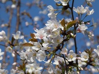 山桜も咲きました！ 2020/04/02 21:09:09