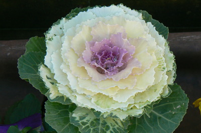 冬の花々