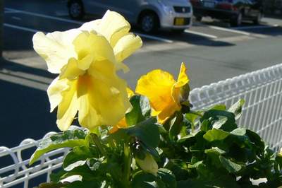 冬の花々