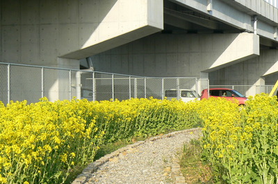 菜の花ロードです