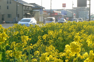 菜の花ロードです