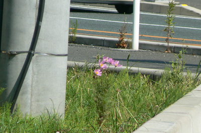 ６月に咲く