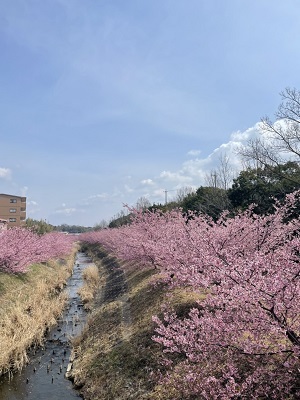 河津桜と施工例