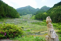 四谷の千枚田♪