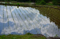 四谷の千枚田♪