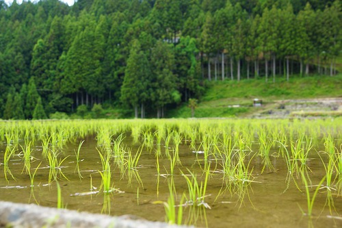 四谷の千枚田♪